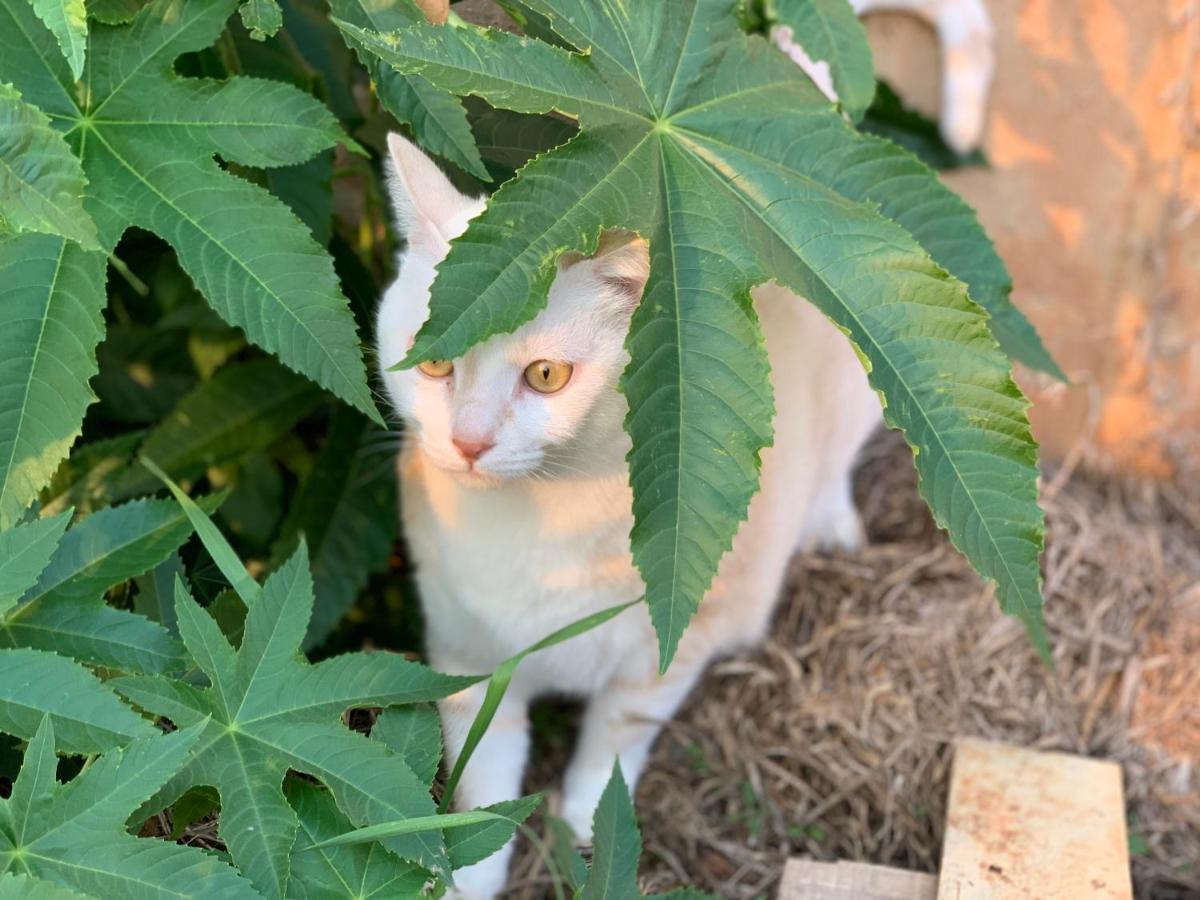 Jinning White Cat B&B المظهر الخارجي الصورة